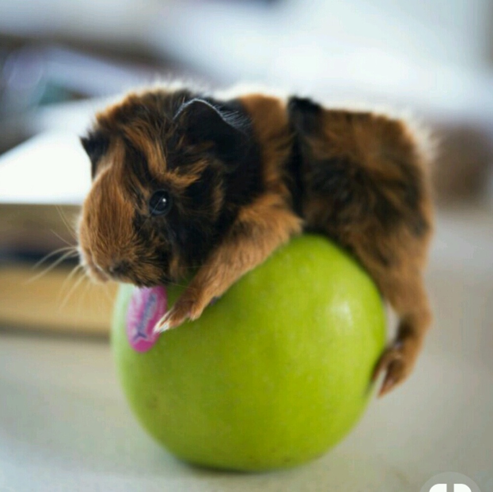 Meet your Posher, Isabelle